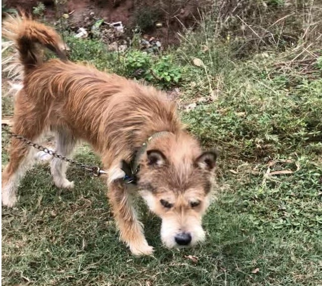 原创我国优秀的山地犬有着原始猎性的胡子狗已濒临灭绝