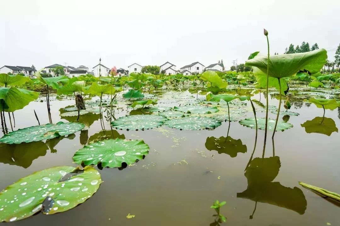 上海青浦,私藏了一个绝美水上森林_公园