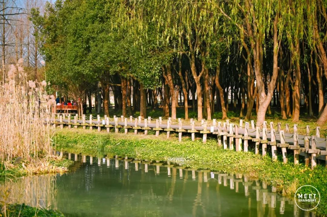 上海青浦,私藏了一个绝美水上森林_公园