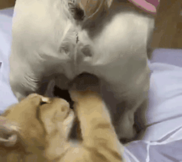 壁纸 动物 猫 猫咪 小猫 桌面 258_230 gif 动态图 动图