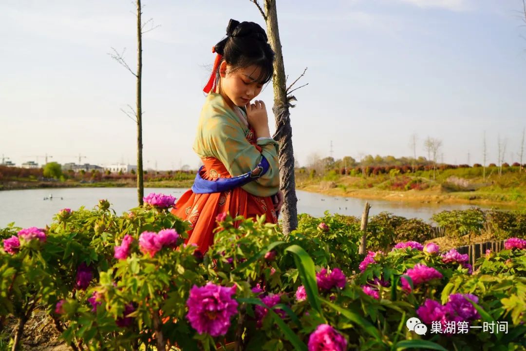 600亩牡丹花海还真有就在烔炀尧舜牡丹园