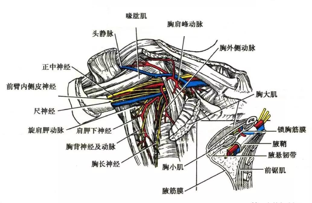 腋窝解剖知识,简单了解一下