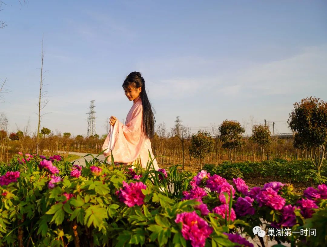 提起巢湖的牡丹花 您可能首先想到的是银屏牡丹