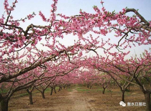 预计今年深州桃花的盛花期即最佳观赏期为4月4日到10日,较常年偏早