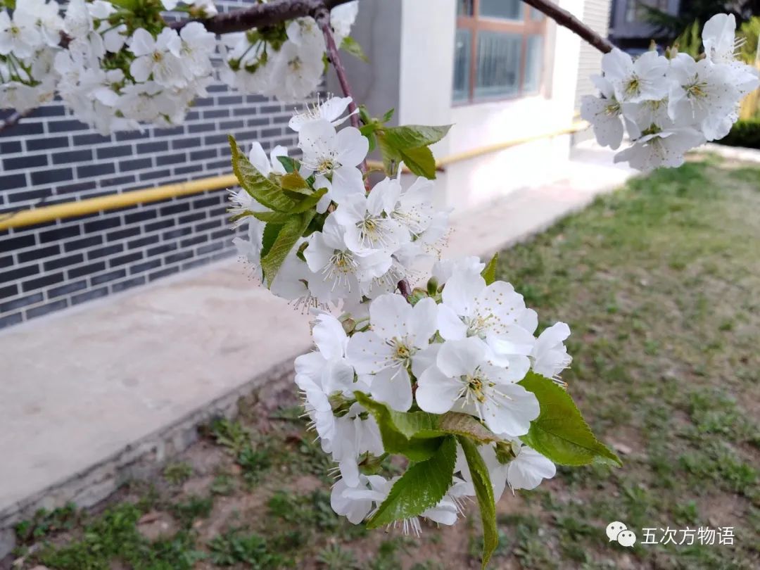 樱属四小妹:郁李,麦李,欧李和毛樱桃