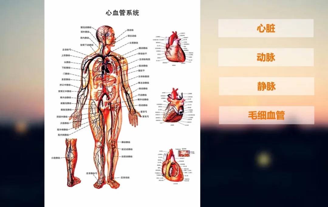 心肺复苏主要涉及人体内两大功能体系,分别是 呼吸系统和心血管系统