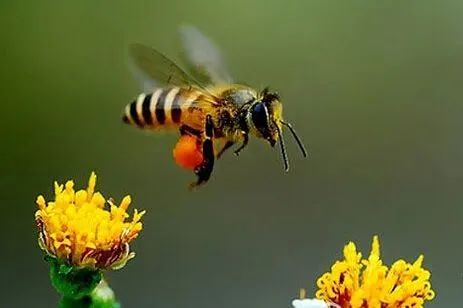 【聚德顺】小蜜蜂是如何采集,酿造蜂蜜的? 原创 猎奇蜂 2020-03-05