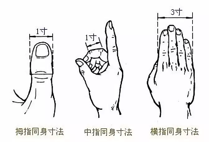 比较多用的有拇指同身寸法,即以拇指指关节的横度作为 1寸