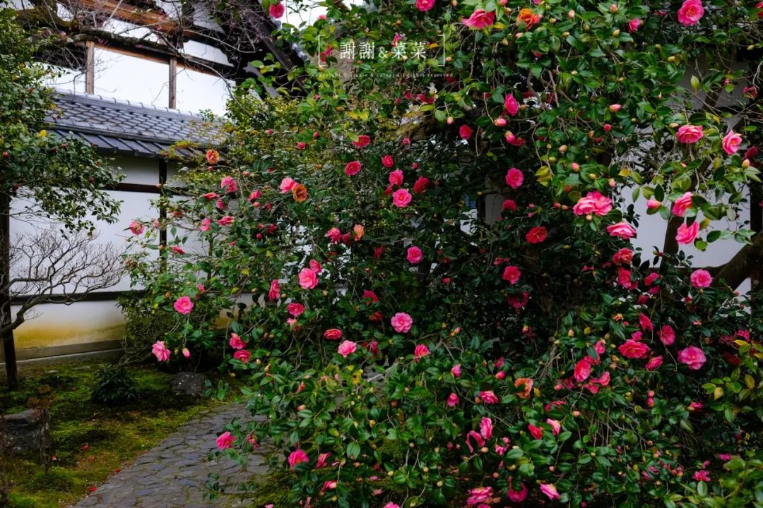 京都的花季由椿花拉开序幕