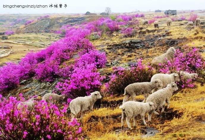 牡丹江的湖光春色我没见过,但宁安沙兰镇的火山熔岩台地间杜鹃花和