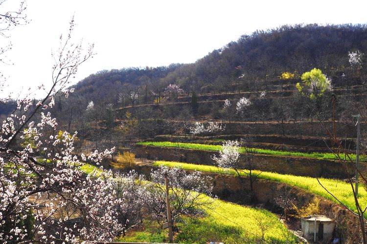 油菜花和杏花巩义市小关镇南岭上有三个村,龙门村,大山怀村和南岭新村