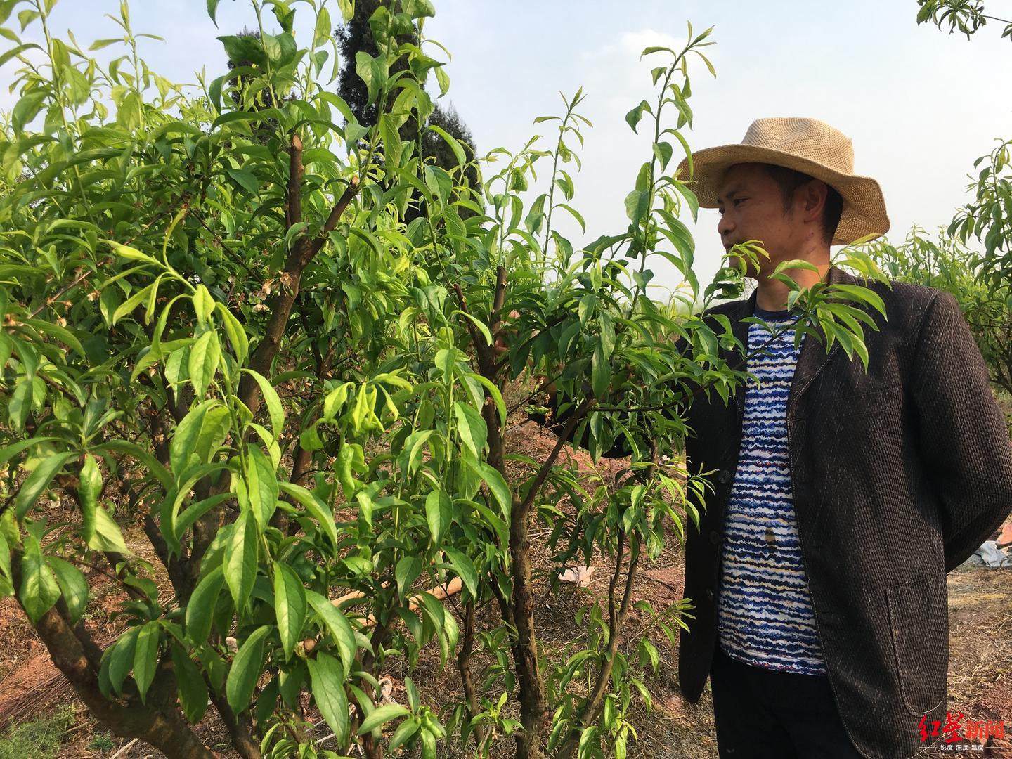 红星观察·“疫”面|新冠下田园梦:生意停摆,