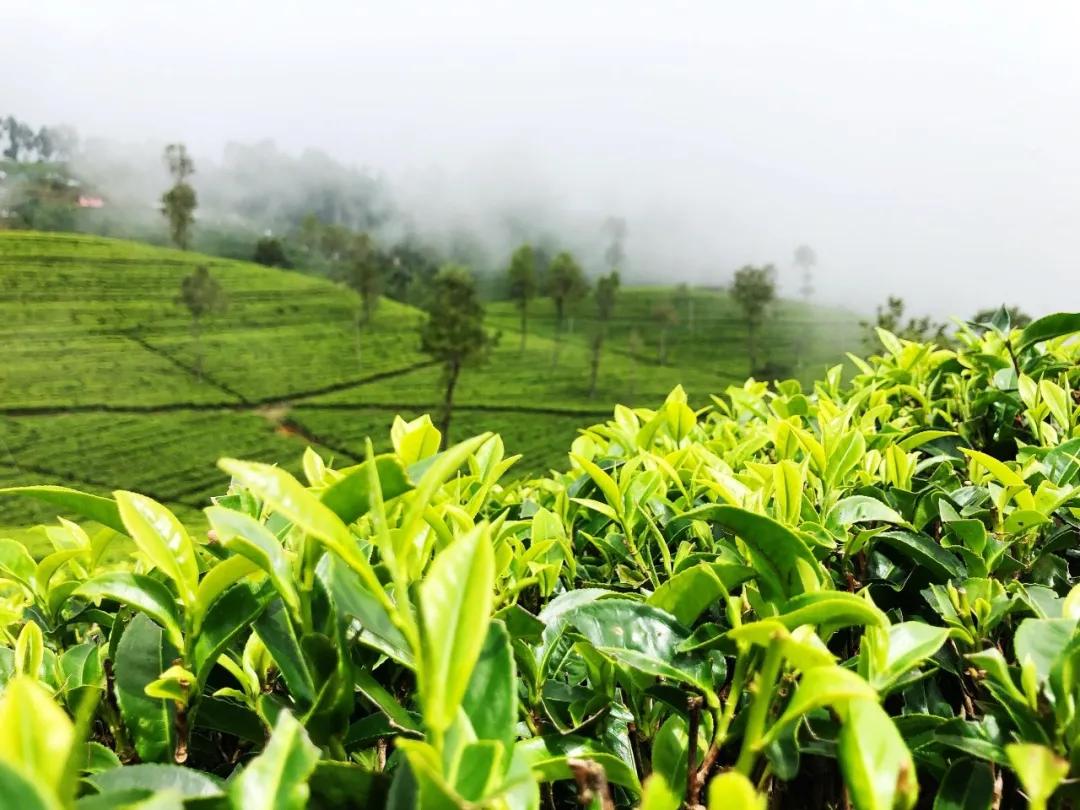 早春采茶去哪里?来这里赴一场茶香之旅吧!