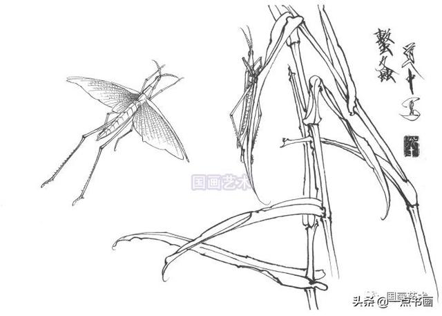 王道中 工笔草虫白描画稿分享(1)