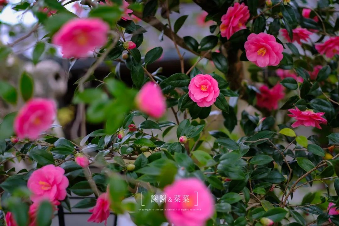 京都的花季由椿花拉开序幕