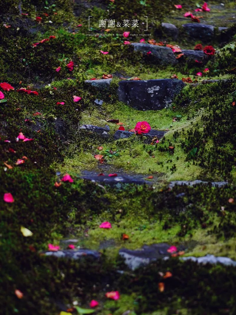 "或是开在枝头,或是落花流水,灵鉴寺的山茶花深浅