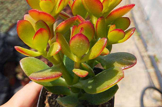 多肉小红花 6a5d543db9d04229a55e8c7d1eb085a5.jpeg