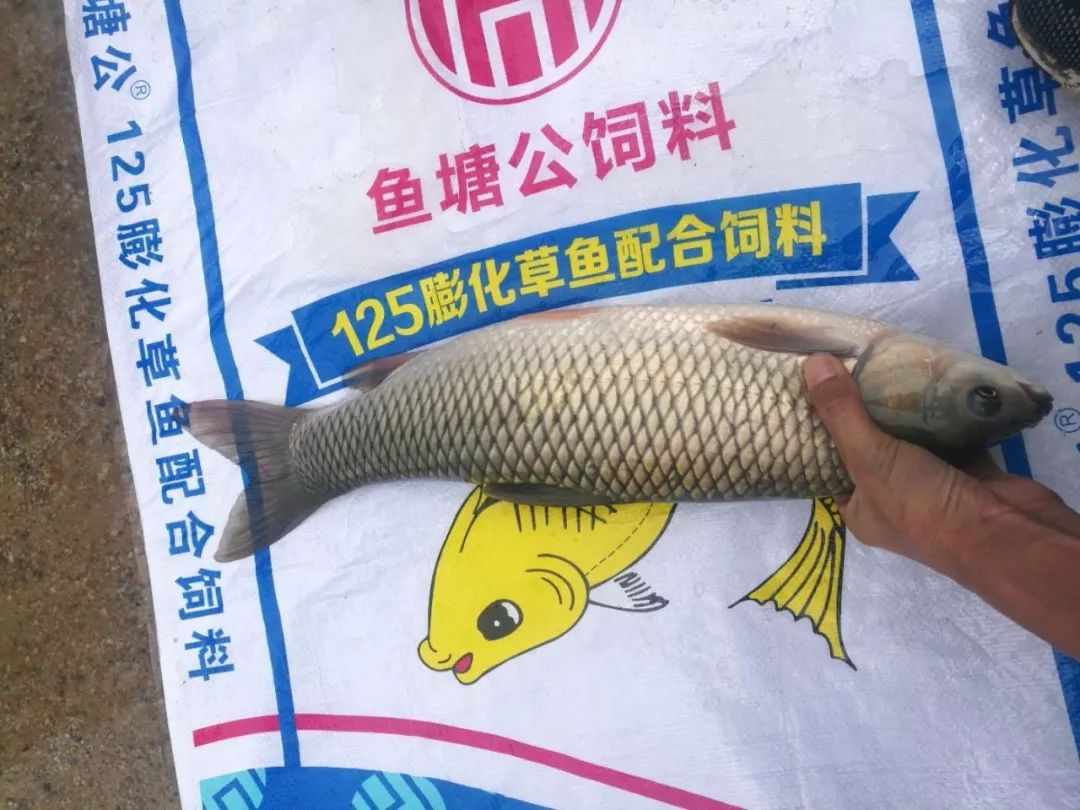一斤鱼饲料成本仅38元草鱼行情低迷他却能亩赚超万元今年还要挑战极致