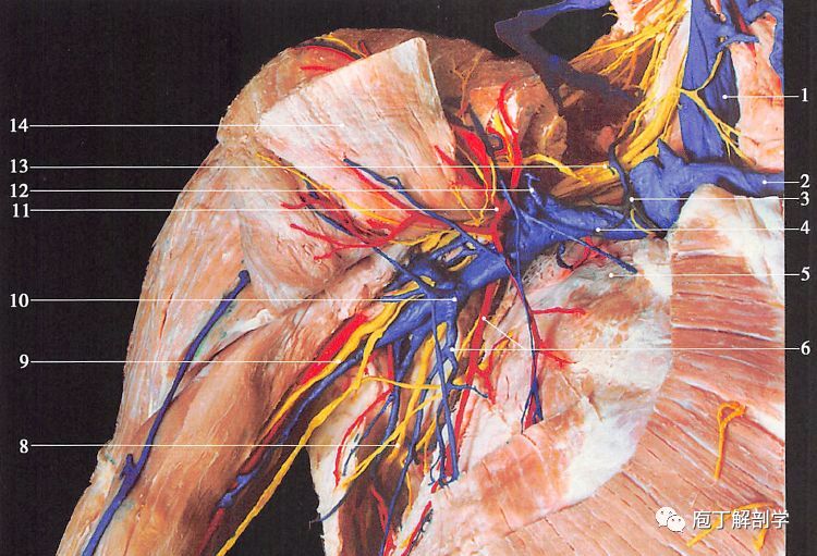 腋窝解剖知识,简单了解一下