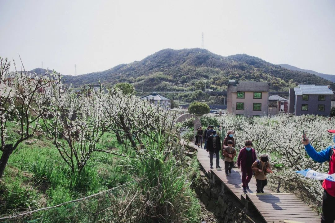 金塘李子苑定海线主打金塘岛赏李子花,在册子岛月亮湾景区进行土灶