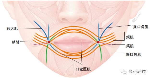 【福利】美容解剖学|面部皱纹_肌肉