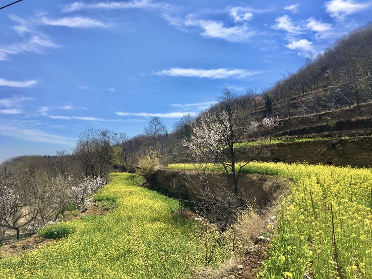 巩义市小关镇南岭上有三个村,龙门村,大山怀村和南岭新村,每年春天