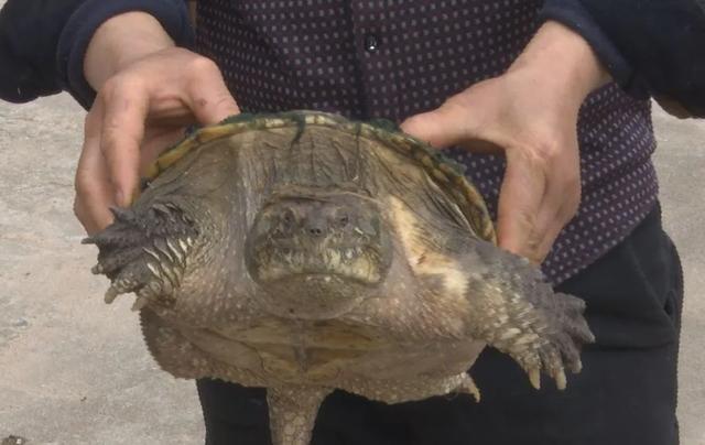 蛇是无脊椎动物吗 7f637f6ee4a04e83bf9520f643773fad.jpeg