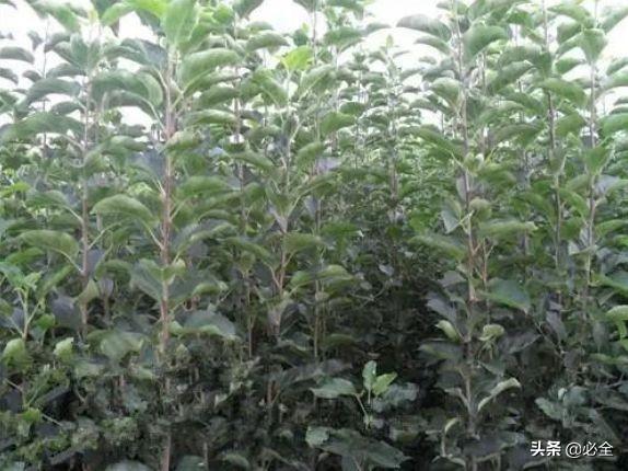 种植苹果树,长枝和短枝,乔化自根砧,矮化中间砧,哪个好