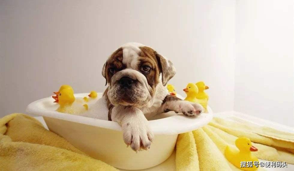 怎么给狗狗洗澡又简单又干净 84a3905c75614258ba59b49782a7c71e.jpeg