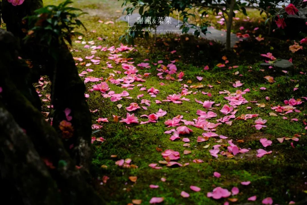 京都的花季由椿花拉开序幕