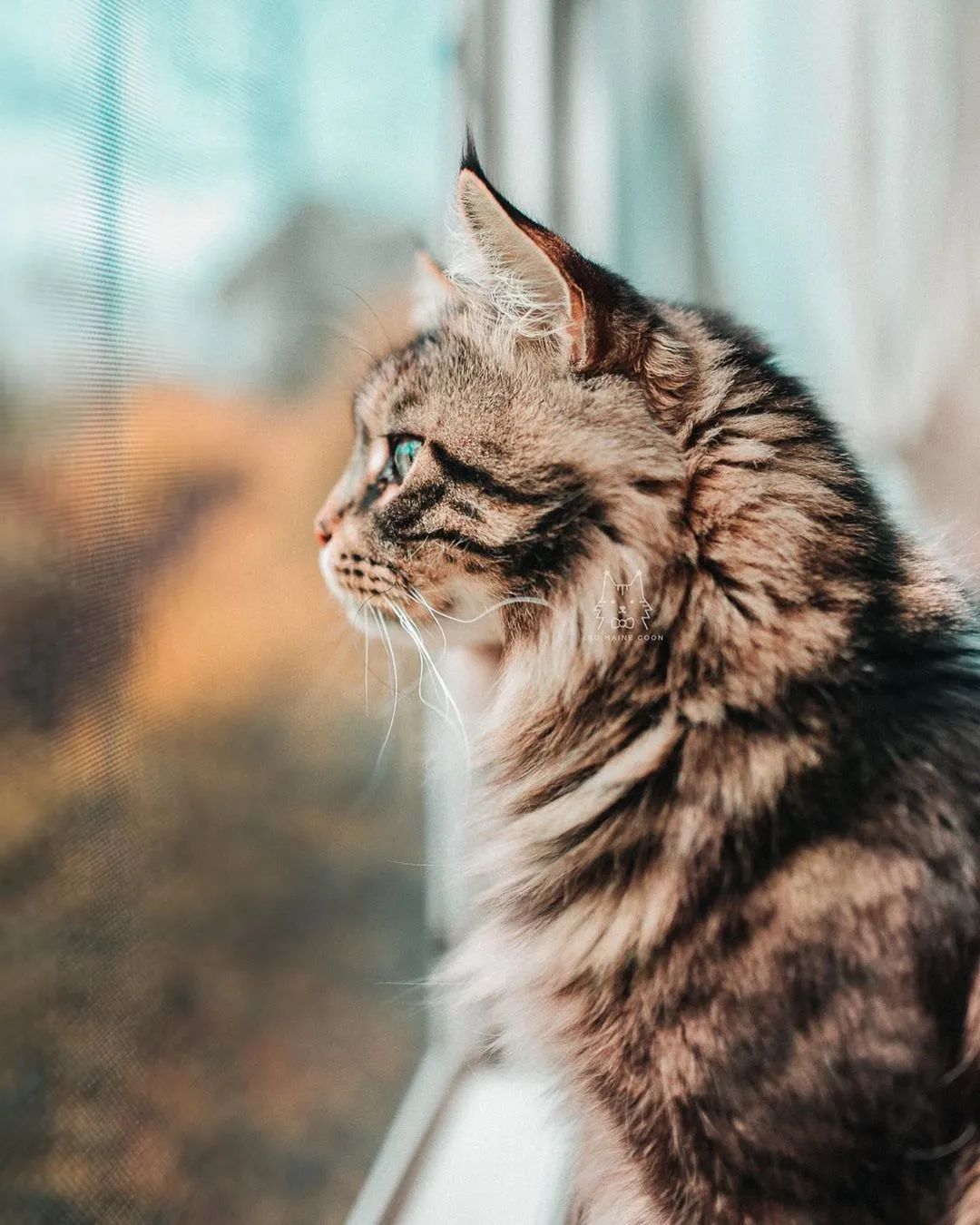 缅因一只可以把你吃破产的巨猫
