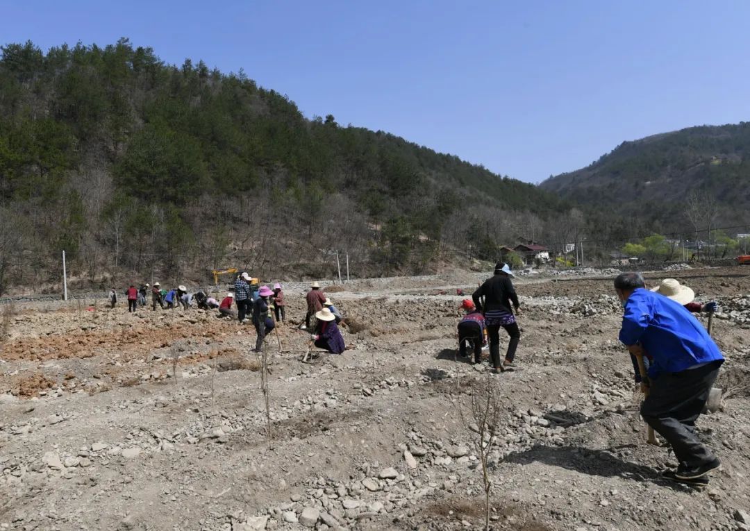 以石榴为媒,结致富之果,两峪乡加快建设群众致富的高速路