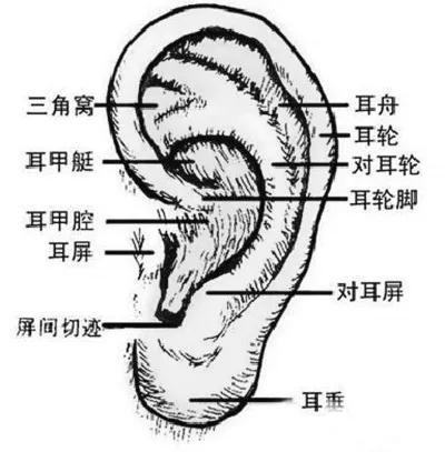 04 耳朵技法 正面耳朵的作画步骤 ▼ 耳朵结构比较复杂 轮廓比较突出