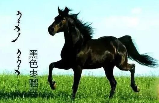 蒙古马品种大全