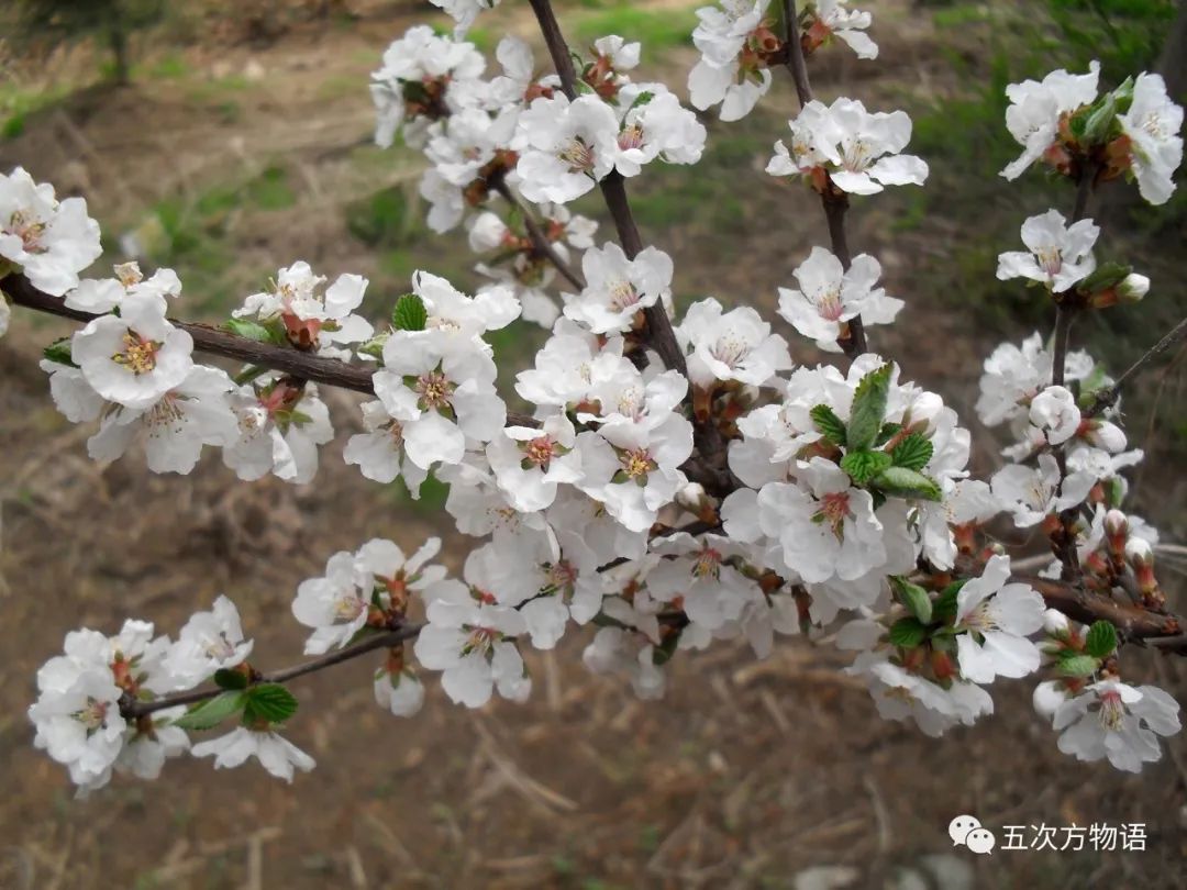 樱属四小妹:郁李,麦李,欧李和毛樱桃