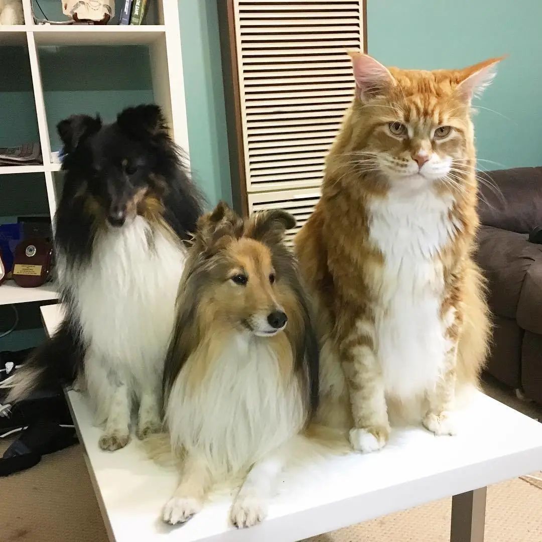 缅因,一只可以把你吃破产的巨猫!