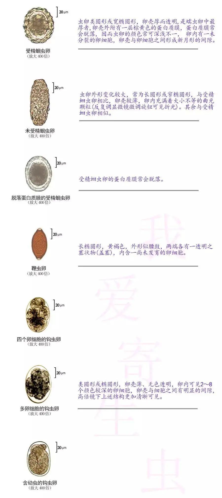 车虎虫证书图片猜成语_看图猜成语(3)