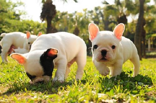 狗为啥会突然瘸腿 b0f27c2ce94049f8a823b321701d03c6.jpeg