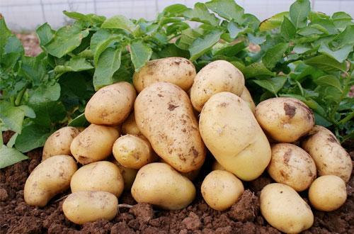 很多农民在种土豆时,存在一些错误做法,结果导致土豆产量低,今天我们