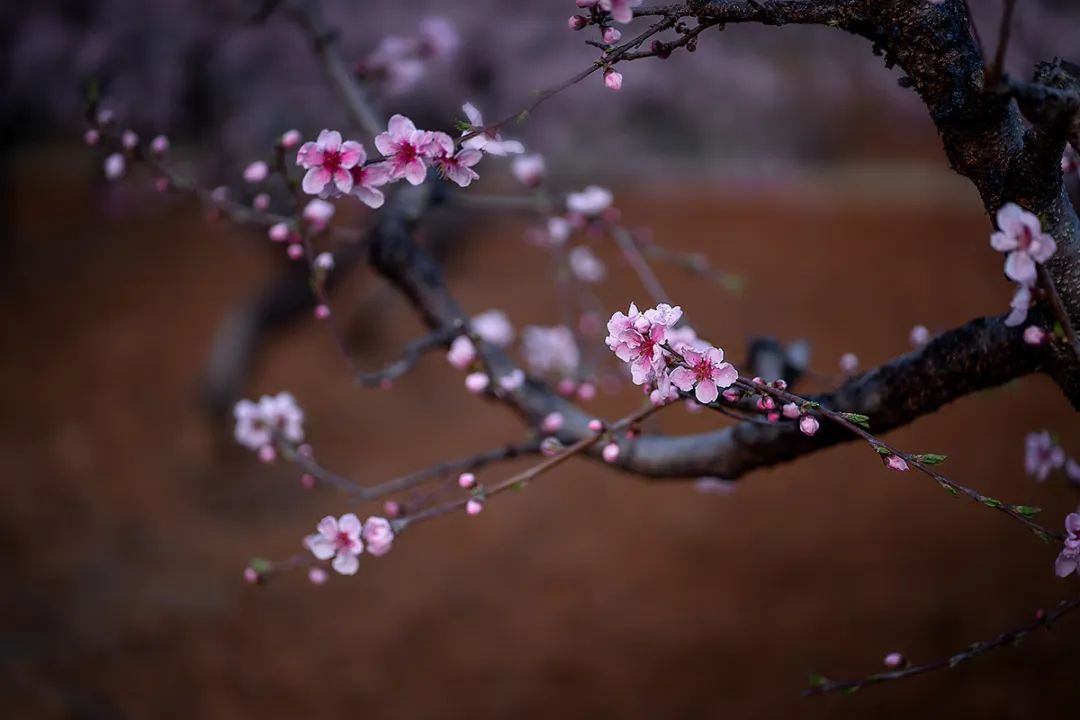 摄影训练心得|你为什么不用广角拍"花"._桃花的