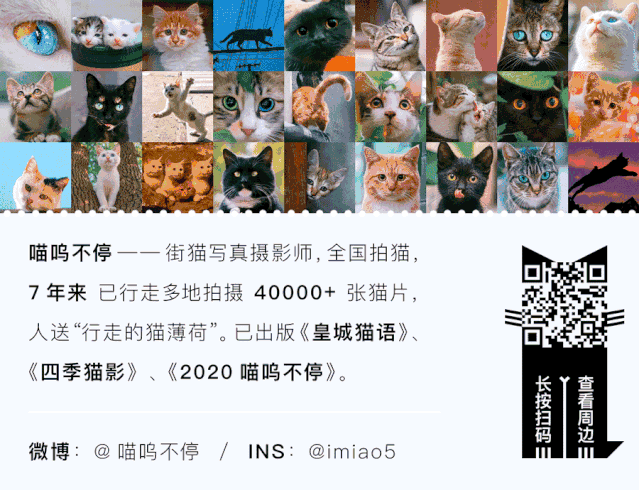 壁纸| 白狐望梅