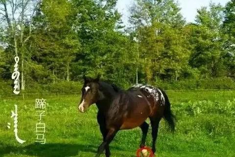 蒙古马品种大全