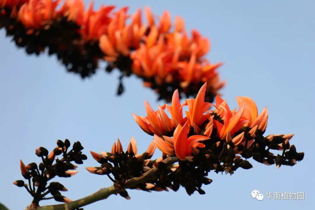 butea monosperma ),豆科蝶形花亚科紫矿属落叶乔木,别名紫铆,胶虫树