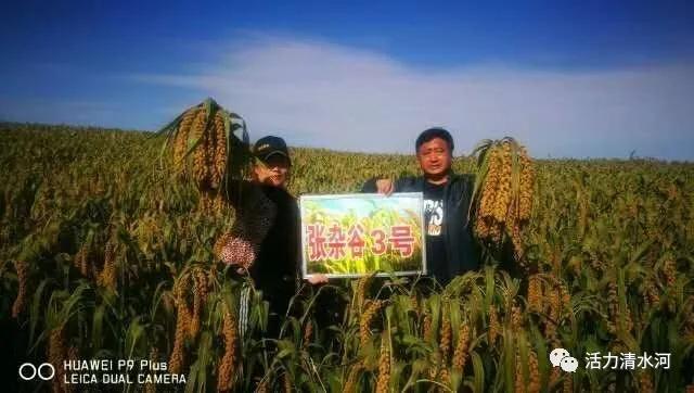 种植知识张杂谷种植关键技术指导