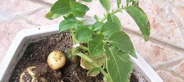在家该如怎样种植土豆?按照4点催芽,管理,结果多到吃不完