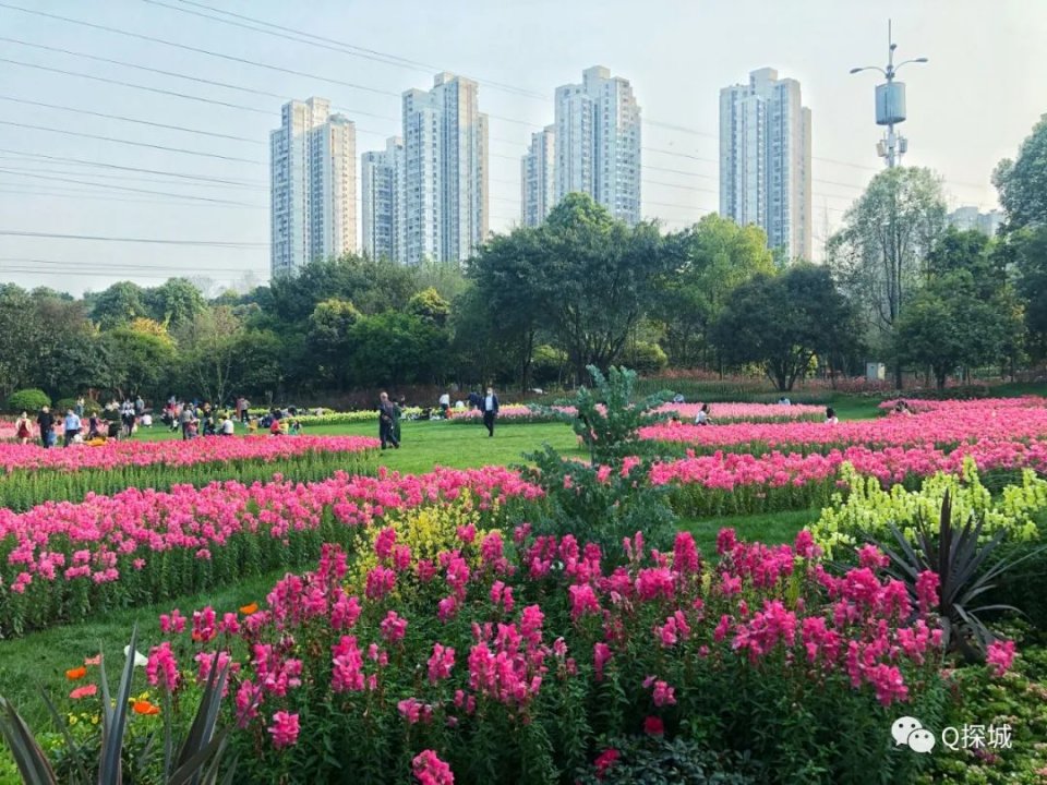 重庆主城赏花地推荐品种齐全免门票可遛宠物