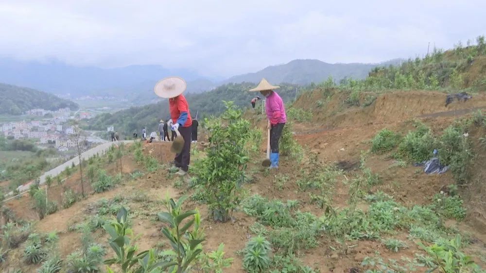 南岭镇总人口_黄茅镇南岭小学图片