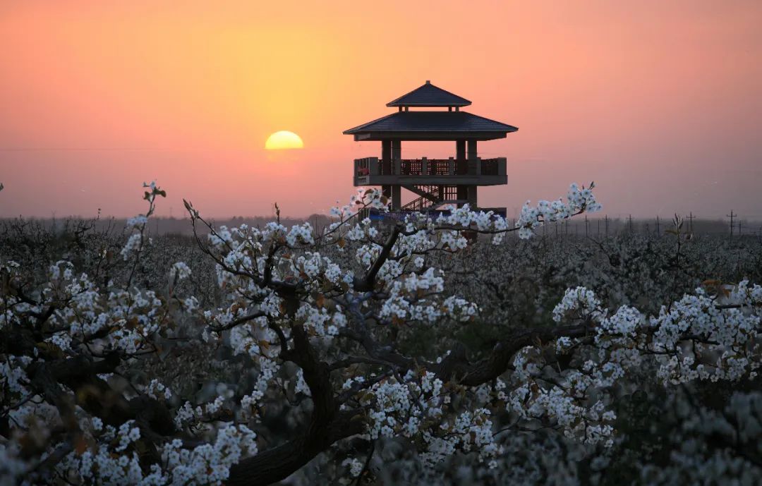3月25日,冠县中华第一梨园风景区将举办第十五届梨园文化观光周活动