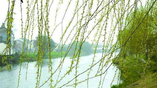 新鲜的麻菜怎么吃