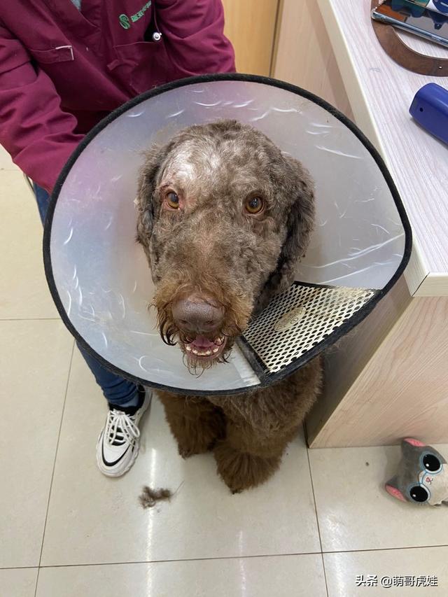 模特狗狗为了手术剃光头颜值反差太大气场全无变成小土狗